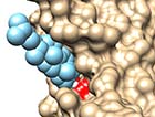 (D) Docking to Gly320 in the β2-adrenergic receptor 